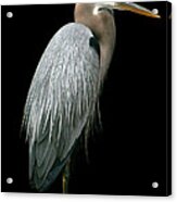 Great Blue Heron Acrylic Print