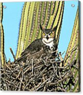 Great Horned Owl Bubo Virginianus #2 Acrylic Print