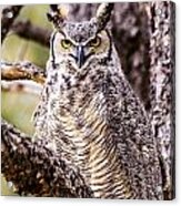 Great Horned Owl #1 Acrylic Print