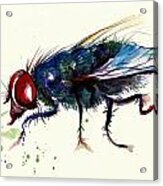 Green Fly Original Watercolor #4 Acrylic Print