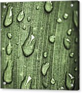 Green Leaf Abstract With Raindrops 1 Acrylic Print