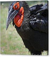 Ground Hornbill #1 Acrylic Print