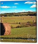 Hay Fields #1 Acrylic Print