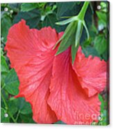 Hibiscus Acrylic Print