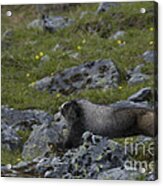 Hoary Marmot #1 Acrylic Print