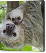 Hoffmanns Two-toed Sloth And Old Baby Acrylic Print