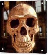 Homo Erectus Skull #1 Acrylic Print