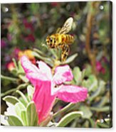 Honey Bee On Texas Sage #1 Acrylic Print