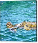Honu Hawaiian Green Sea Turtle #2 Acrylic Print