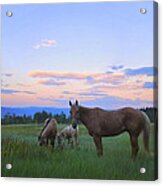 Horses In The Meadow #1 Acrylic Print