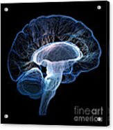 Human Brain Complexity Acrylic Print