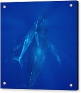 Humpback Whale Cow Calf And Male Escort #1 Acrylic Print