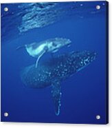 Humpback Whale Mother And Calf Tonga Acrylic Print