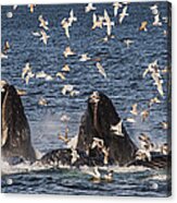 Humpback Whales Feeding With Gulls #1 Acrylic Print