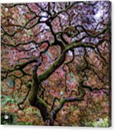 Japanese Maple Tree Acrylic Print
