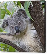 Koala Joey Australia #2 Acrylic Print