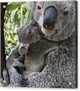 Koala Mother And Joey Australia #1 Acrylic Print