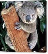 Koala #1 Acrylic Print
