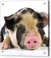 Kune Kune Piglet #1 Acrylic Print