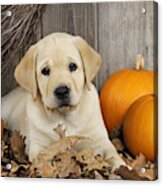 Labrador Puppy With Pumpkins #1 Acrylic Print