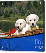 Labrador Retriever Puppies #3 Acrylic Print