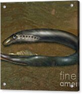 Lamprey Eel, Illustration Acrylic Print