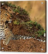 Leopard Scanning The Area #1 Acrylic Print