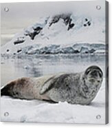 Leopard Seal On Ice Floe Paradise Bay #1 Acrylic Print