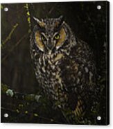 Long Eared Owl #5 Acrylic Print