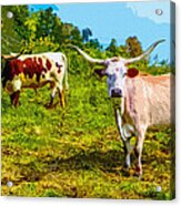 Longhorns #2 Acrylic Print