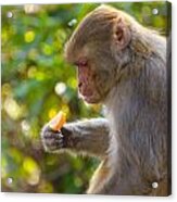 Macaque Eating An Orange #1 Acrylic Print