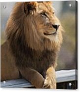 Majestic Lion #1 Acrylic Print