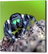 Male Regal Jumping Spider #1 Acrylic Print