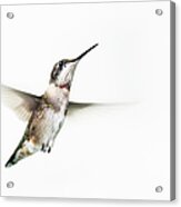 Male Ruby-throated Hummingbird #1 Acrylic Print