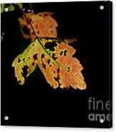 Maple Leaf #1 Acrylic Print