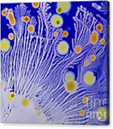 Marine Actinomycetes #1 Acrylic Print