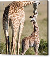Masai Giraffe Giraffa Camelopardalis #1 Acrylic Print