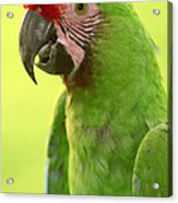 Military Macaw Portrait Amazonian #1 Acrylic Print