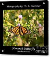 Monarch Butterfly #1 Acrylic Print