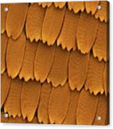 Monarch Butterfly Wing Scales #1 Acrylic Print
