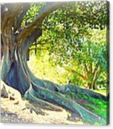 Morton Bay Fig Tree Acrylic Print