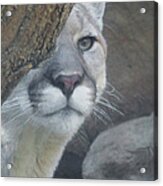 Mountain Lion Painterly #1 Acrylic Print