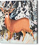 Mule Deer #2 Acrylic Print