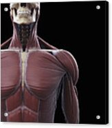 Muscles Of The Upper Body #1 Acrylic Print