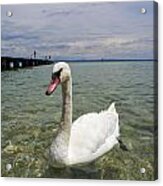 Mute Swan. Sirmione. Lago Di Garda #5 Acrylic Print