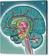 Neurology Of Alzheimer's Disease #1 Acrylic Print