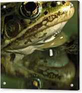 Northern Leopard Frog #1 Acrylic Print