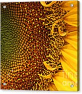 O Sunflower Acrylic Print