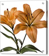 Orange Asiatic Lilies #1 Acrylic Print