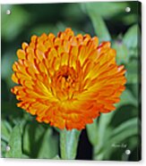 Orange Beauty #1 Acrylic Print